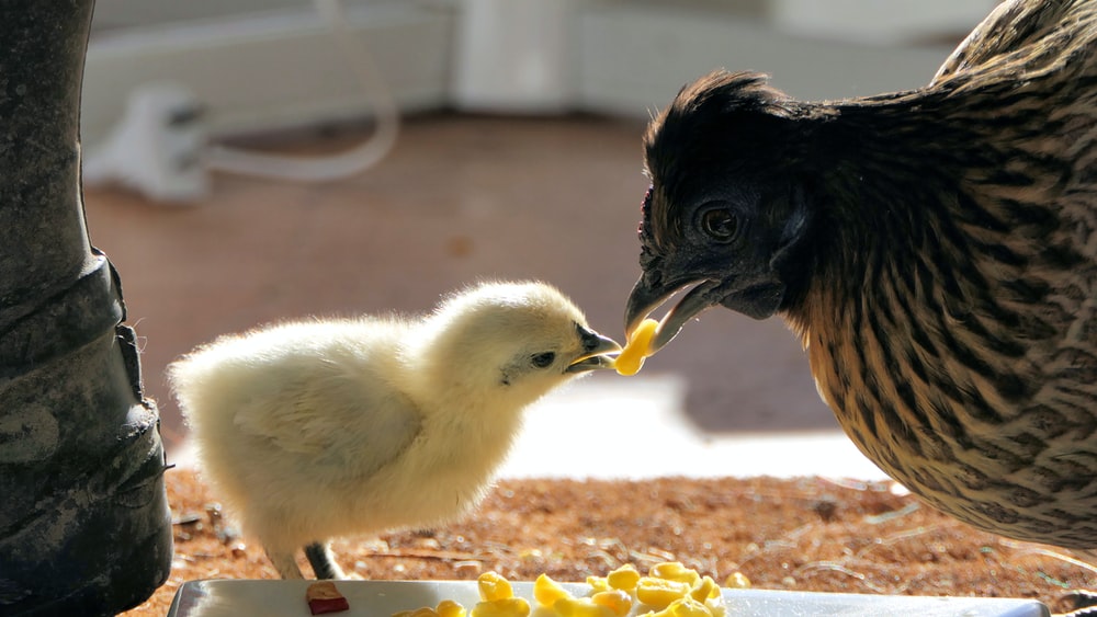 Alimentazione avicoli: alimentazione comune nello stesso recinto